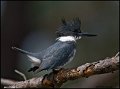 _1SB0057 belted kingfisher
